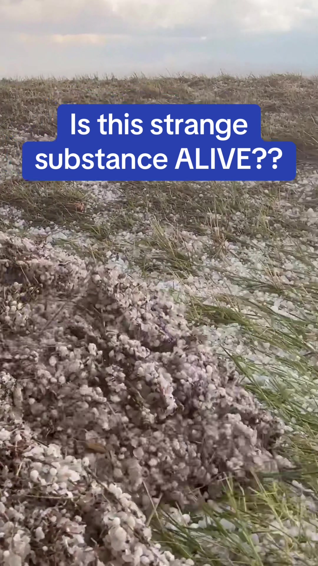 Don't worry it's not alive, this creepy textured substance is actually hail! After severe storms swept across Nebraska, a hail flow was created. What does it remind you of?  🎥 Chad Casey via Storyful  #weather #strange #hail #lava #nebraska #storm