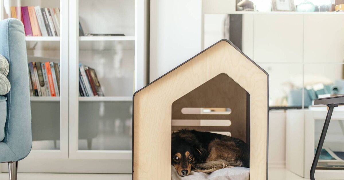 I love sharing my tiny home with my dog. Here's how we make it fun