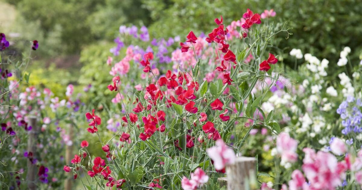 Peter Dowdall: Why I grow sweet pea in my garden every year