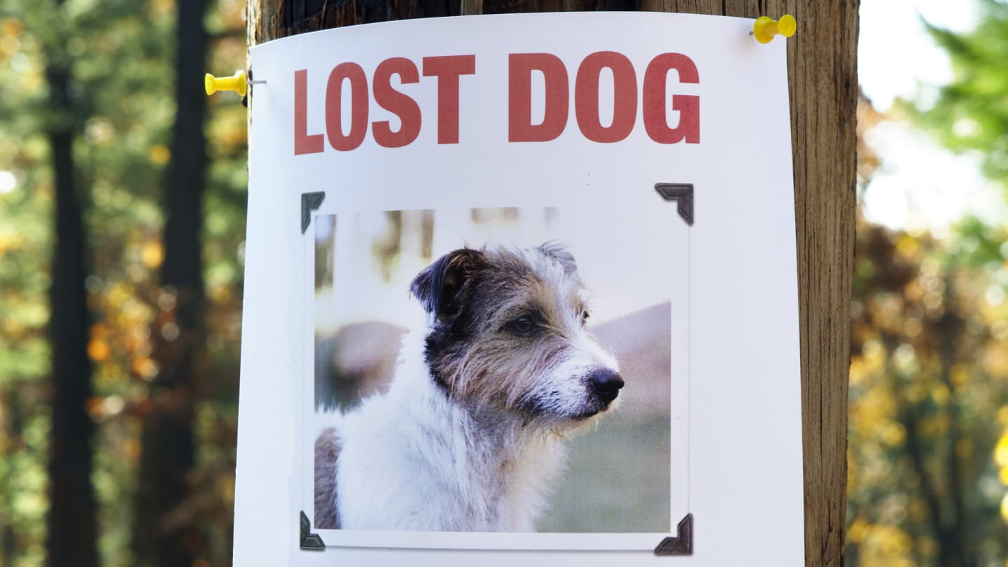 9 Things to Do When Your Pet Goes Missing